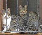 Δύο γάτες σε ένα παράθυρο